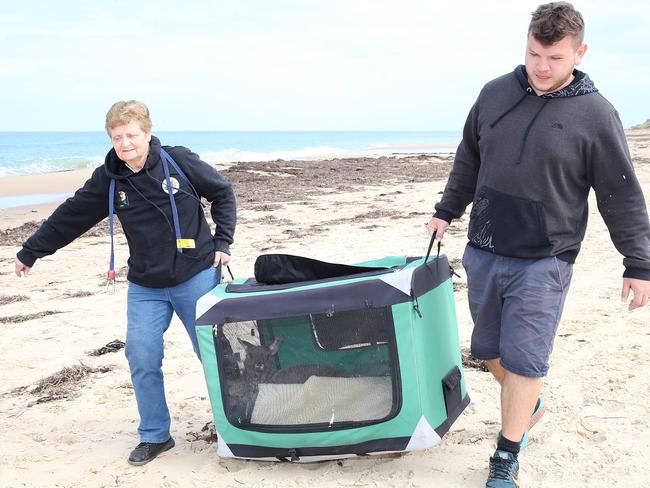 Fauna Rescue SA workers Anne Bigham and carry the kangaroo to safety. Picture: Stephen Laffer