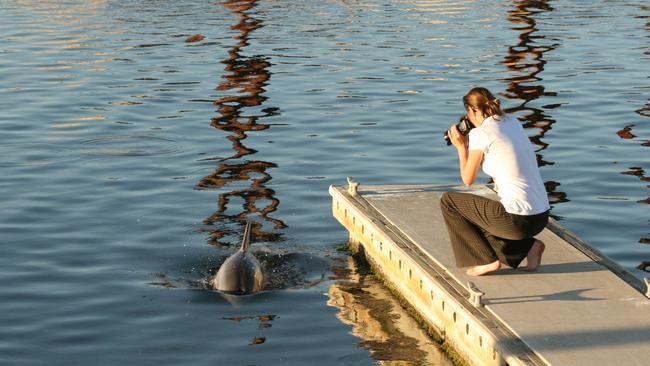 Supplied Editorial Fwd: Port River Dolphin Marianna