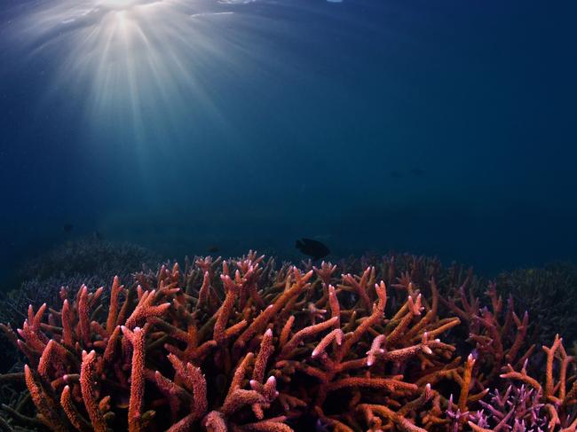 Coral, Great Barrier Reef. Photo: Johnny Gaskell.