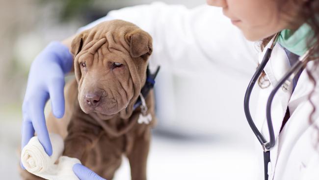 Broken bones in pets can cost owners $5000. Picture: iStock