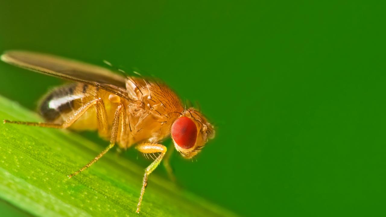 Fruit Flies Attractive Sterile Fruit Flies To Be Released In War   C350f1177344cfcc90956a9349e59258