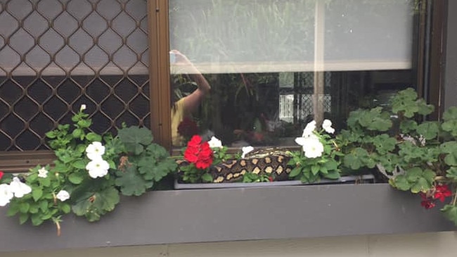 The friendly 2.5 – 3 metre python found in the window box of a Mount Tamborine woman Patricia Tew.