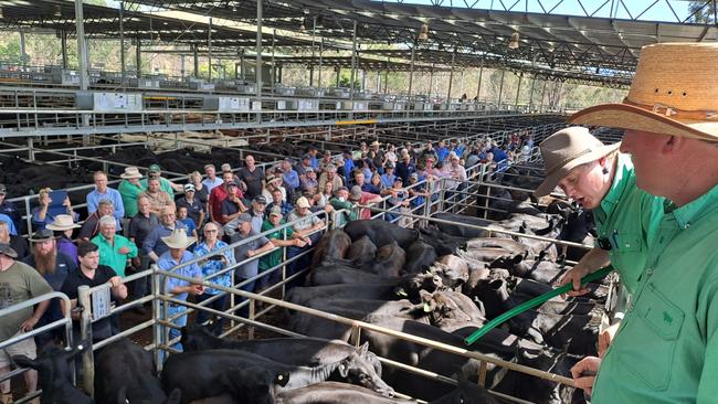 Selling action at the Yea weaner sale.