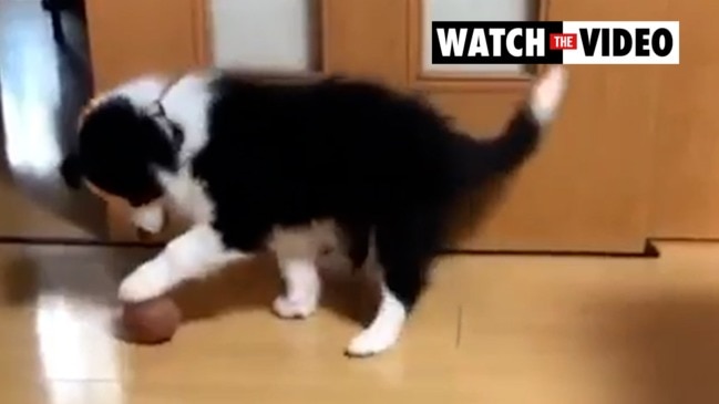 Footage of a border collie puppy used by scammers