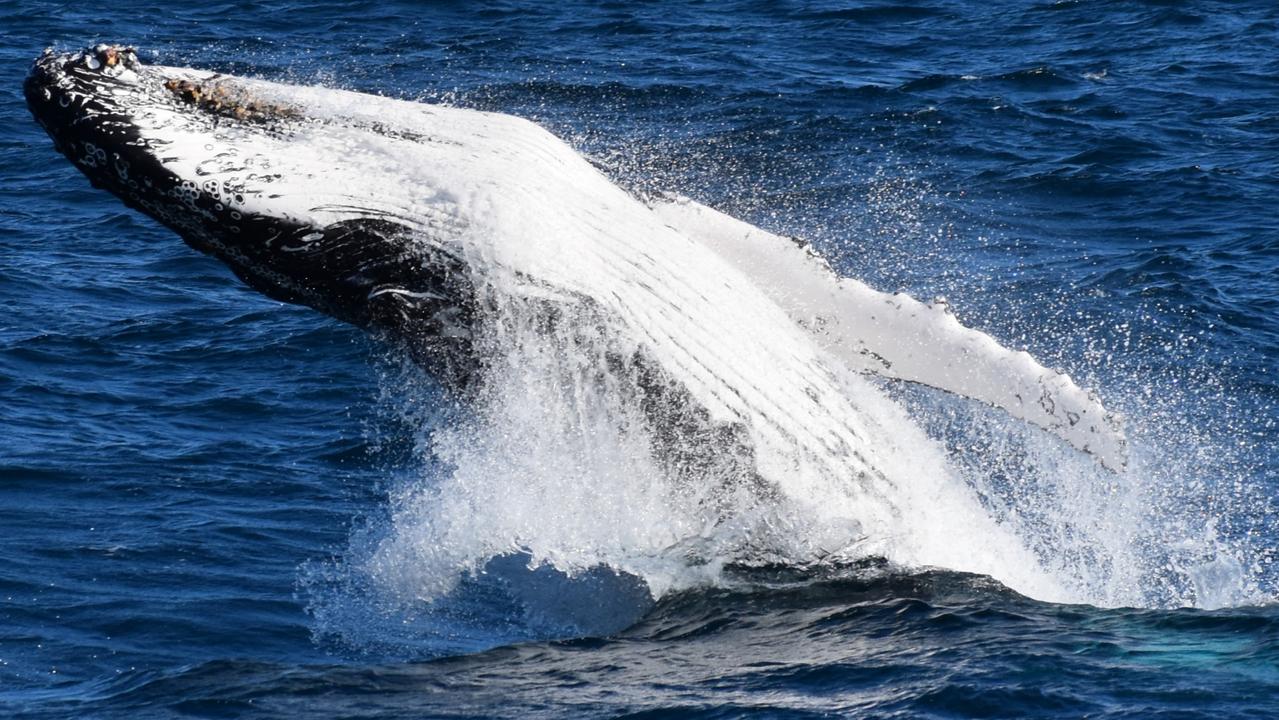 Humpback whale hospitalises woman snorkelling near Exmouth, Western ...