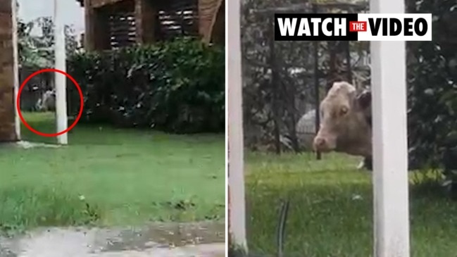 Cow hides in backyard during flooding in Port Macquarie