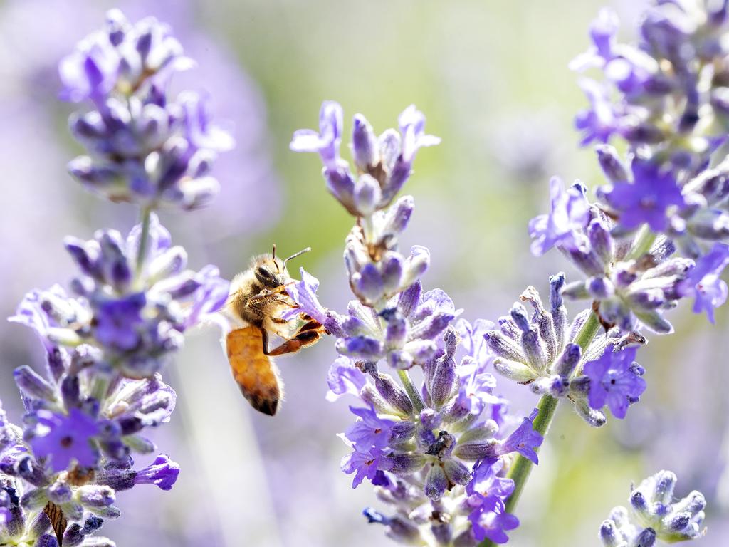 Essential Oils of Tasmania, a bee pollinates lavender at Margate. Picture: Chris Kidd