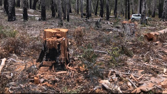 Nineteen people will be summonsed to appear in court following a major joint operation targeting wood thefts in Tin Pot Marsh Creek reserve areas. Picture: TASMANIA POLICE