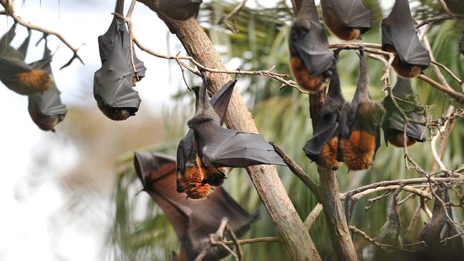 Samantha Lhuede with daughter Mathilda 1 Residents living around Cannes Reserve at Avalon having their lives ruined by colony of endangered grey-headed flying foxes.