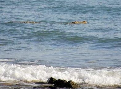 Secrets of surfing crocodiles revealed