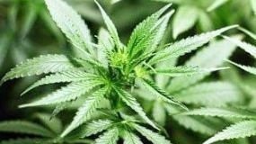 Generic Cannabis Plant. Copyright News Regional Media.