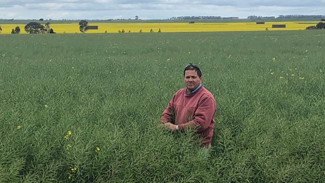 Graeme McCrow in his crops at Westmere. Pic: Supplied