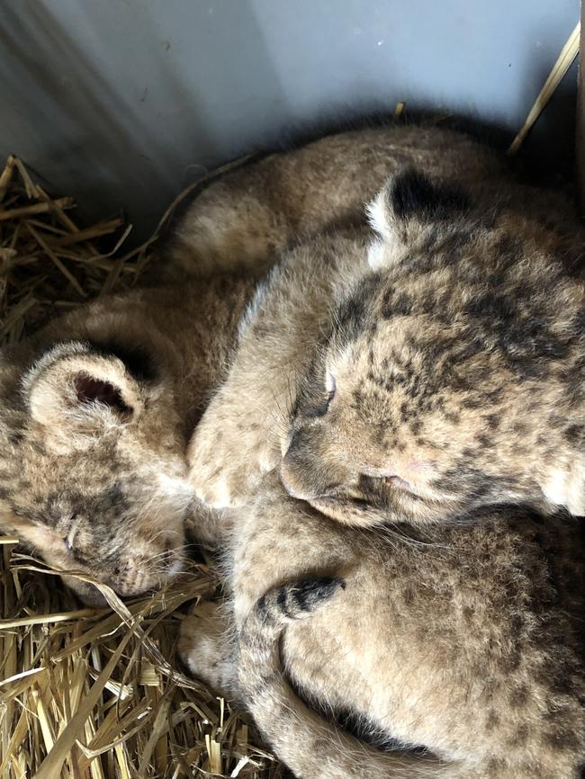 Three lion cubs born at Taronga Western Plains Zoo, Dubbo.