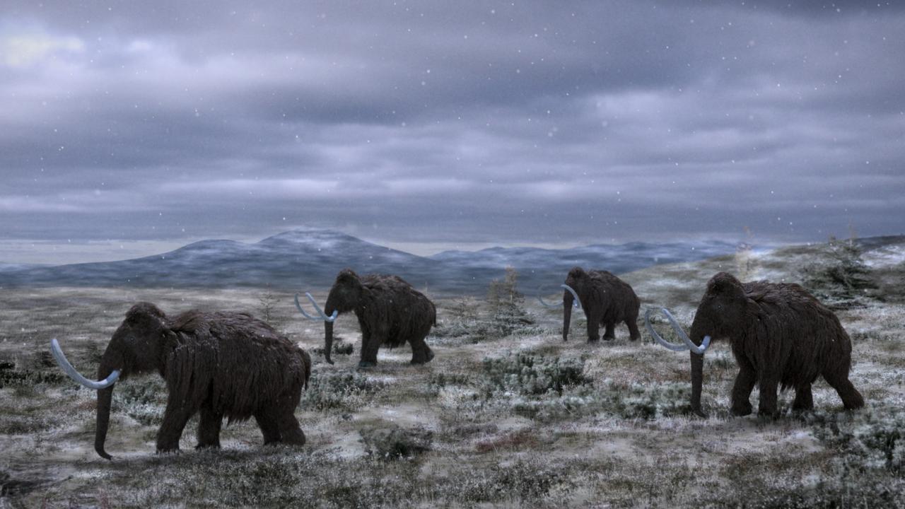 Woolly mammoths died out about 4000 years ago, but now scientists are keen to bring them back to life in a hybrid genetics experiment with Asian elephants. Picture: Discovery Science Channel