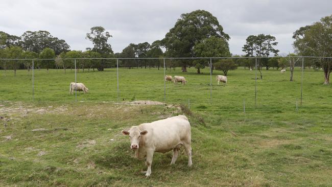 The paddock. Picture Glenn Hampson