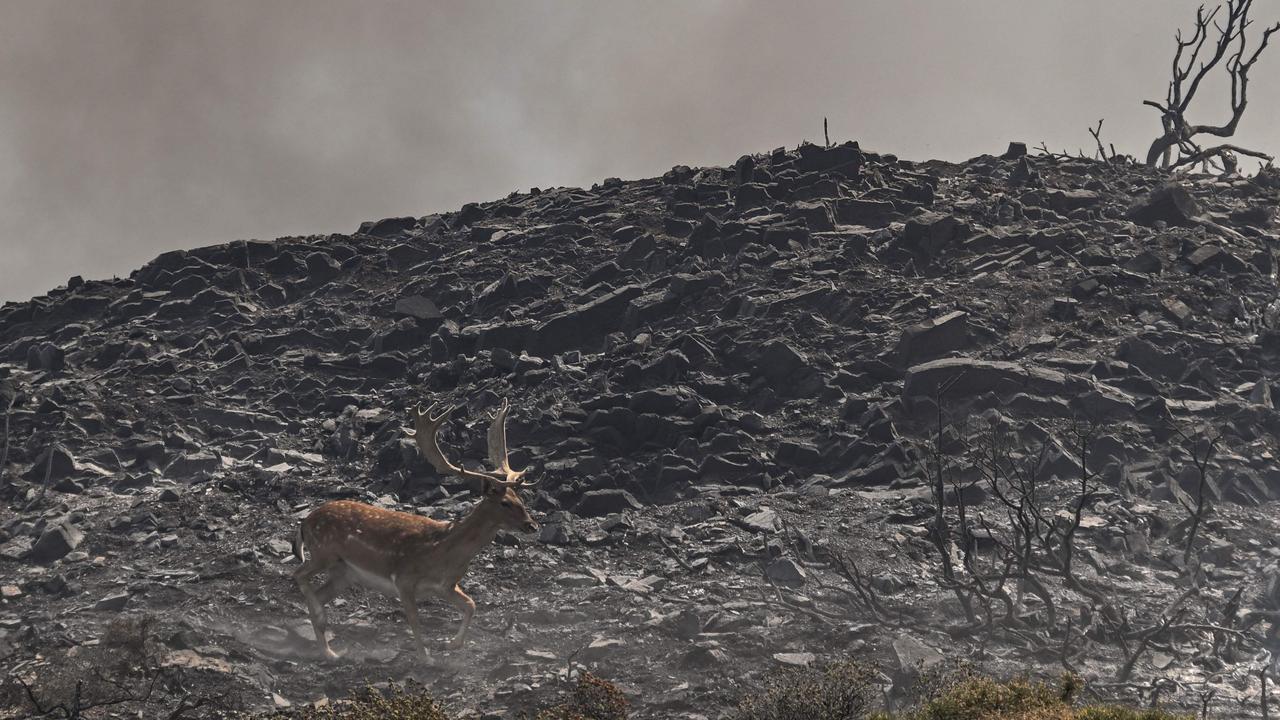 A deer runs with smoke in the background during a fire between the villages of Kiotari and Gennadi, on the Greek island of Rhodes on July 24, 2023. Picture: AFP.