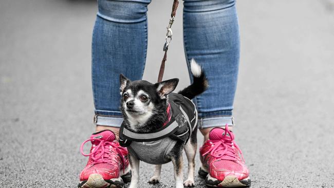 Million Paws Walk at Adelaide Botanic Gardens. Picture: Brenton Edwards