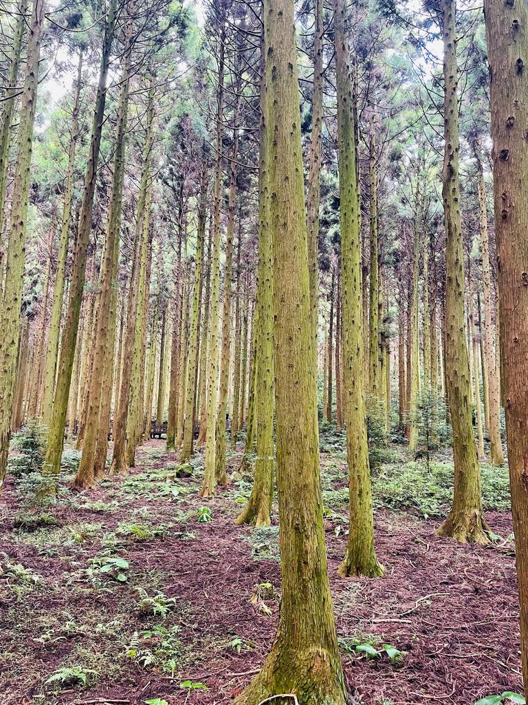 The forest in South Korea Jeju.