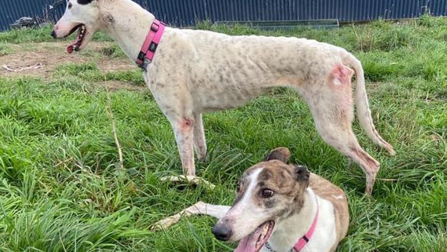 Injuries caused to greyhounds Molly and Swaggy, allegedly by Beauty Point man Dean Richard Barwick, 43. Picture: Facebook/ Brightside Farm Sanctuary