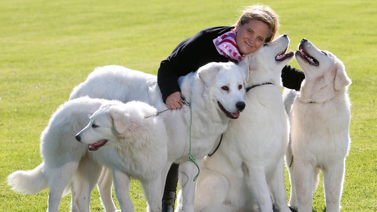 Multi-taskers: Emma Astbury with her Maremmas. Picture: Yuri Kouzmin