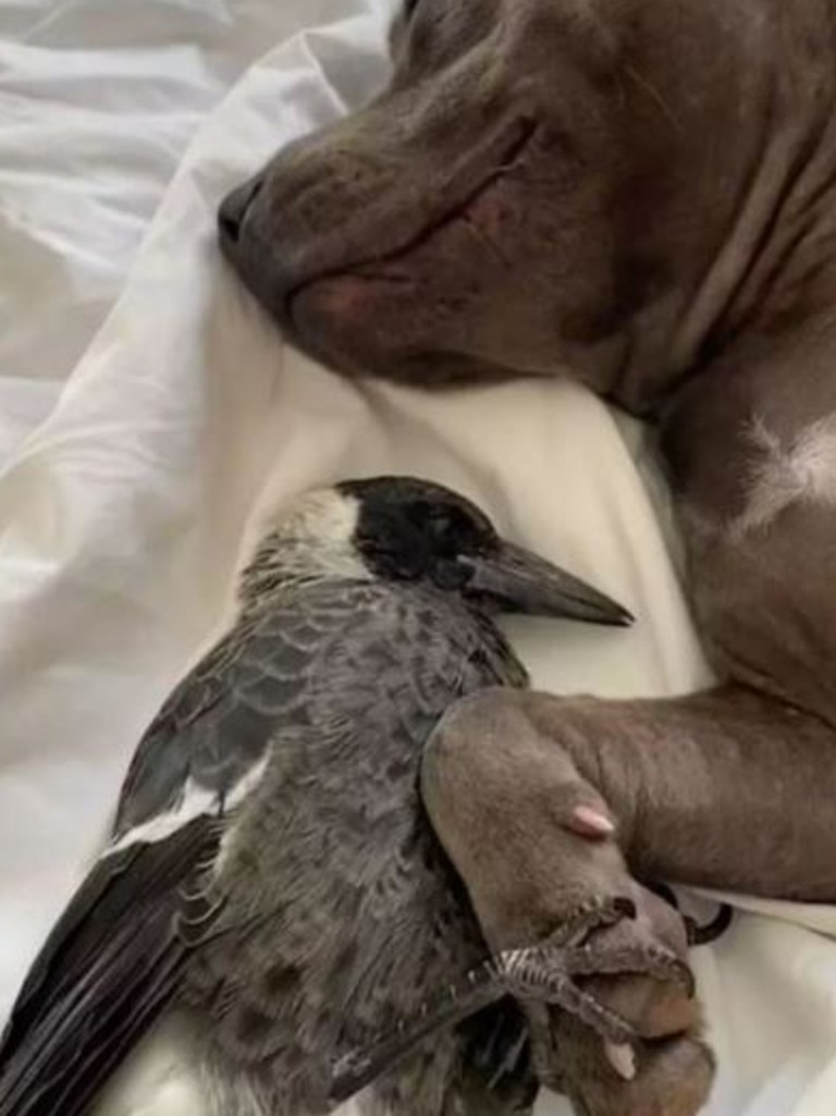 Their friendship has warmed hearts around the world. Picture: Instagram / @peggyandmolly