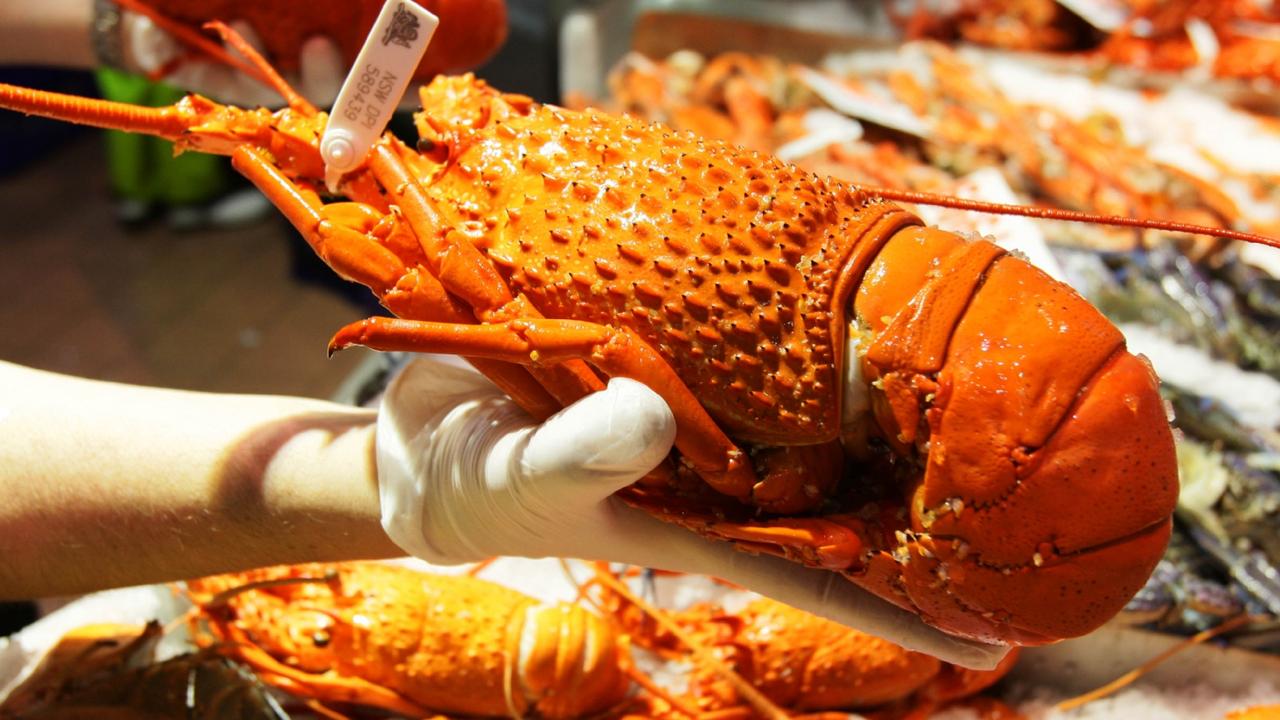 Rock lobster prices set to fall to six-year low in Victoria | news.com ...