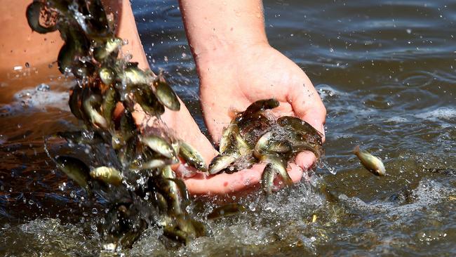 Volunteers releasing fingerlings. Photo: Peter Cronin