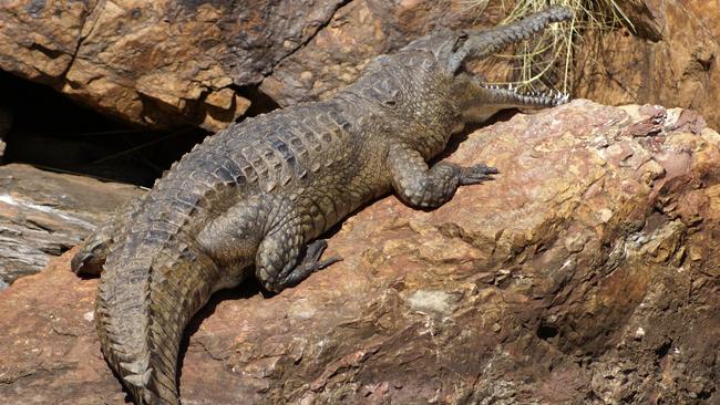 A freshwater crocodile basks on a bank of the Ord River. Image: Supplied