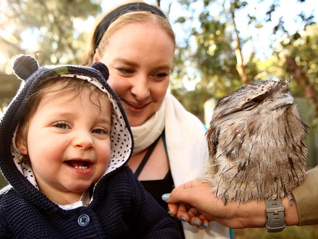 Clare Venables and her daughter Lily of North Richmond with Noctus the Tawny Frogmouth. Featherdale Wildlife Park are donating a pass to Ronald McDonald house for every family pass it sells. Pic: AAP Image/Justin Sanson