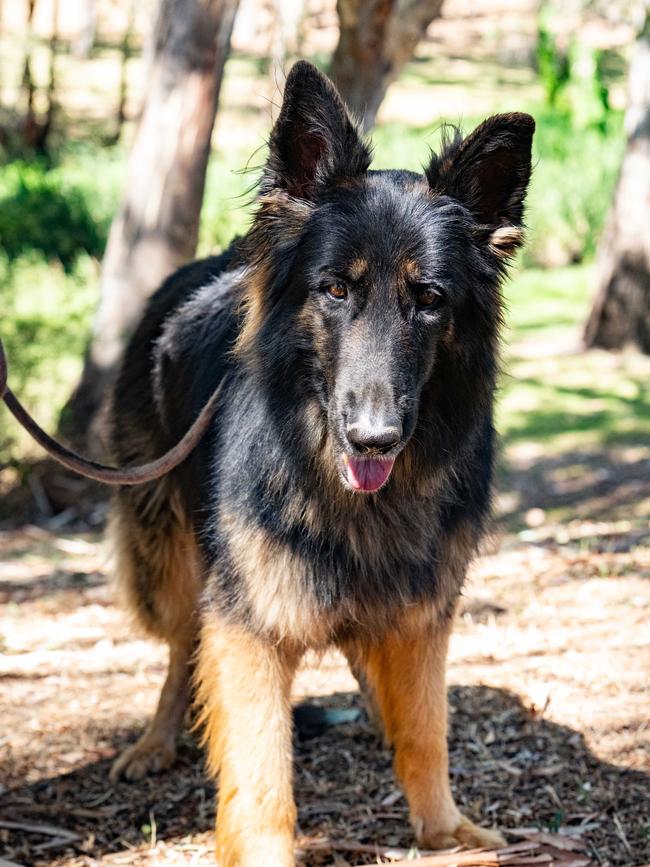 Knuckles the German Shepherd, who alerted her owner Wael to a young girl who had almost drowned in the water. Picture: Morgan Sette