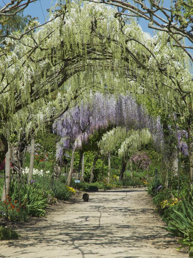 White and purple wisterias form a tunnel. Picture: Fawcett Media