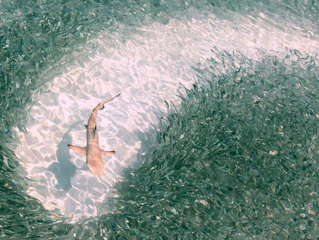 Chasing Lunch by Mohamed Shareef. A baby black-tip reef shark swims through a swarm of silver sprats at lunch time in the lagoon of Mirihi Island in Maldives. Picture: Mohamed Shareef/National Geographic Travel Photographer of the Year Contest