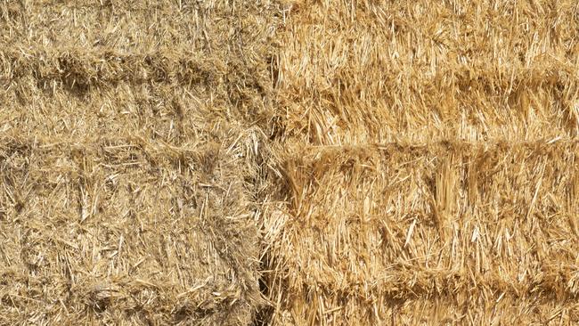 Grain growers making their frost-affected crops into hay are being advised to offer commodity vendor declarations to buyers. Picture: Zoe Phillips