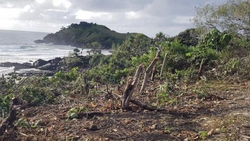 Tweed vandalism spree: Plants destroyed at headland