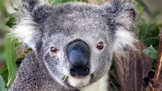 A koala rescuer is calling for a specialised care unit to be established in Redlands to save the future of the species in the area.