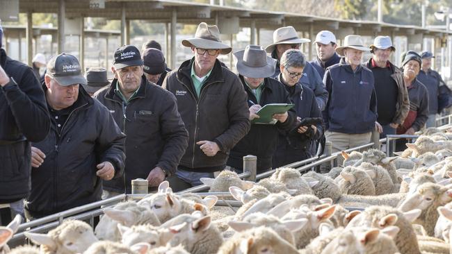 LIVESTOCK: Bendigo Sheep and Lamb salePICTURED: Bendigo Sheep and Lamb sale. Generic sheep. Stock Photo. Saleyards. Market Lambs.Picture: Zoe Phillips