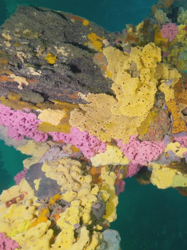 The popular Edithburgh jetty before the algae bloom in South Australia. Picture: Stefan Andrews courtesy of Great Southern Reef Foundation