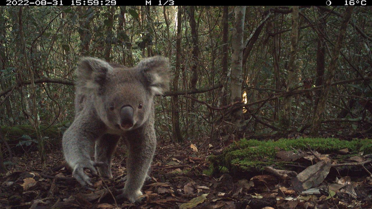 Koalas have been listed as an endangered species since February 2022. Picture: NSW Government