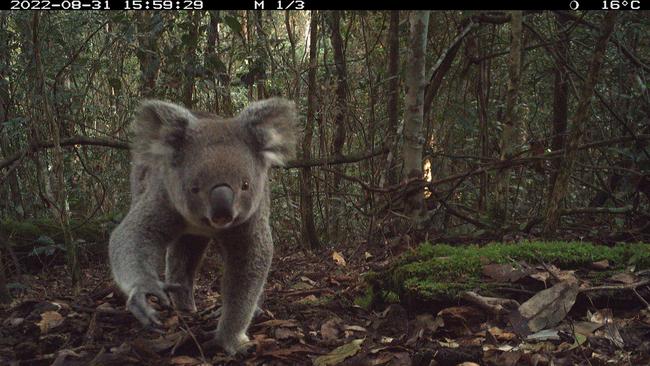 Koalas have been listed as an endangered species since February 2022. Picture: NSW Government