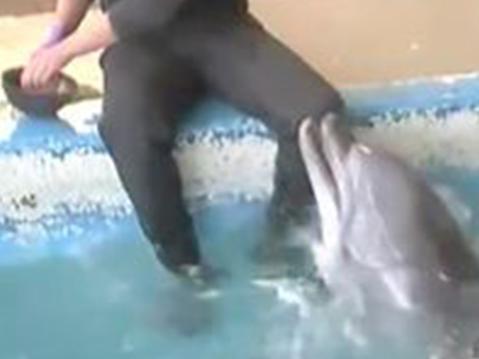 Zoo keeper caught 'performing sex act on dolphin' on video. Picture: RambamCCP/Youtube