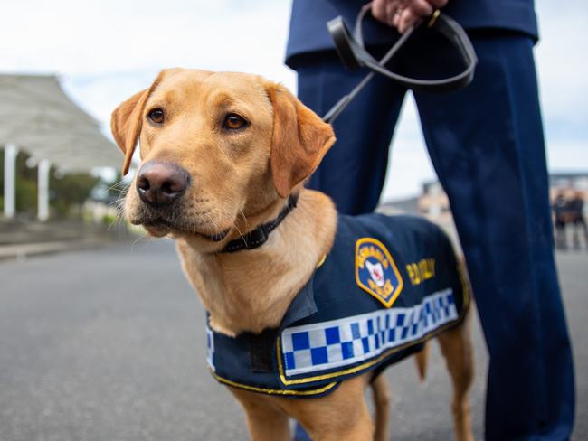 Police Dog Tilly after graduating as a new member of Tasmania police.Picture: Linda Higginson