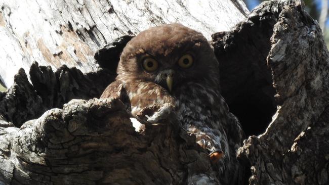 Five eggs belonging to the barking owl, a vulnerable species, were found in Anthony Somerville’s possession. Picture: David Milledge/DPIE Department of Planning, Industry and Environment