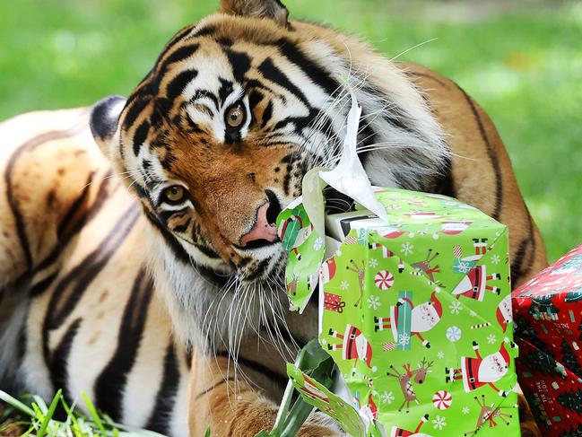 Dreamworld.3-year-old Khan opens Christmas presents at DreamworldÃs Tiger Island.Picture: NIGEL HALLETT