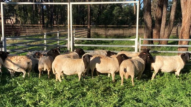 The New England Rural Crime Prevention Team are currently investigating the ongoing theft of small numbers of sheep from the same property near Mount Russell village. Rural Crime Investigators believe the sheep may have been killed and butchered for meat. Picture: NSW Rural Crime Prevention Team