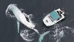 Whale Of A Time: Father And Son Use Drone To Capture Incredible Encounter With Two Humpback Whales