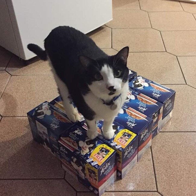 This is Missy. She is 12-years-old. Picture: Nat Palmer