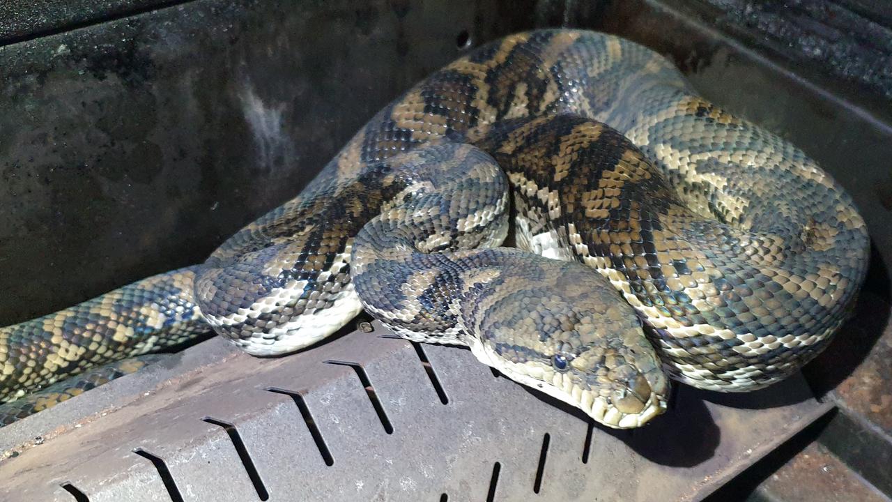 Brisbane snake catchers find snake at backyard barbecue | Photos | The ...