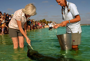 Up close ... feeding the dolphions at Monkey Mia. Picture: Marianne Lacey