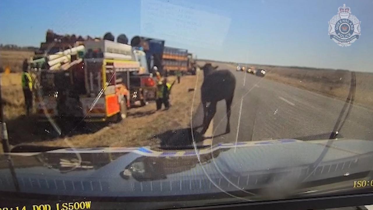 A Queensland Police officers was charged by a steer after responding to a livestock truck rollover along the New England Highway on July 26, at Morven, near Charleville.