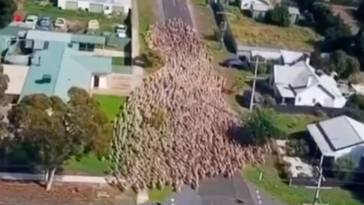 Images de drones de moutons parqués dans la ville australienne